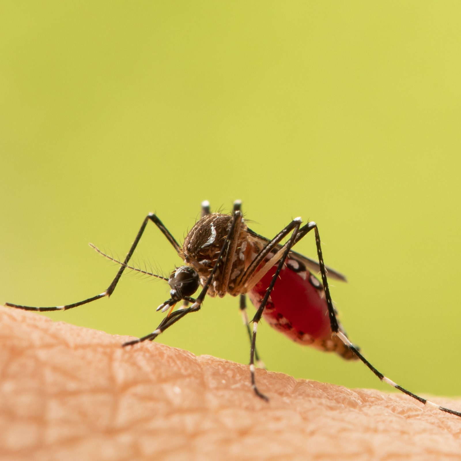 5 Ways to Get Mosquito Bite Relief Quickly